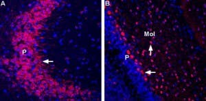 Anti-GRIK3 (GluK3) (extracellular) Antibody