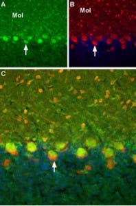 Guinea pig Anti-TRPC6 Antibody