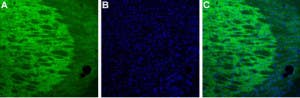 Guinea pig Anti-HCN4 Antibody