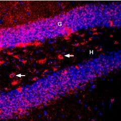 Guinea pig Anti-BDNF Antibody