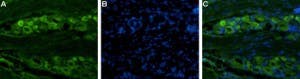 Guinea pig Anti-Na<sub>V</sub>1.8 (SCN10A) Antibody