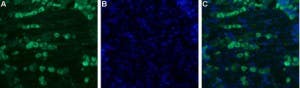 Guinea Pig Anti-SCN11A (Na<sub>V</sub>1.9) Antibody