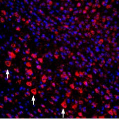 Guinea pig Anti-proNGF Antibody