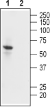 Guinea pig Anti-K<sub>ir</sub>2.1/KCNJ2 Antibody