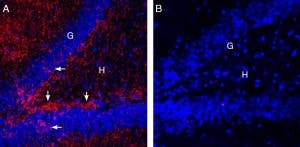 Guinea Pig Anti-EAAT2 (GLT-1) (extracellular) Antibody