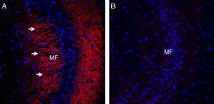 Guinea Pig Anti-Synaptophysin Antibody
