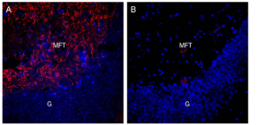 Guinea Pig Anti-Alpha-Synuclein Antibody
