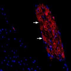 Guinea pig Anti-Periaxin Antibody