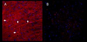 Guinea Pig Anti-SynGAP Antibody