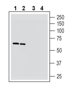Guinea Pig Anti-Nicotinic Acetylcholine Receptor α6 (CHRNA6) (extracellular) Antibody