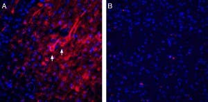Guinea Pig Anti-Homer1 Antibody