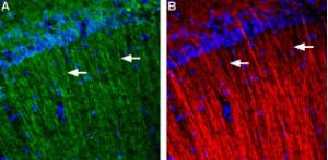 Anti-GALR3 (extracellular) Antibody