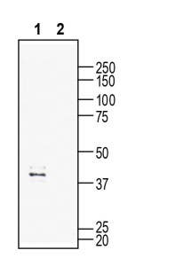 Anti-GPR132 (extracellular) Antibody