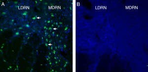 Anti-GPR4 (extracellular) Antibody
