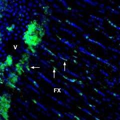 Anti-GPR65 (TDAG8) (extracellular) Antibody