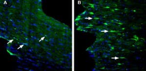 Anti-GPR84 (extracellular) Antibody