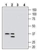 Anti-GPR171 (extracellular) Antibody