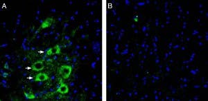 Anti-GPR97 (ADGRG3)(extracellular) Antibody