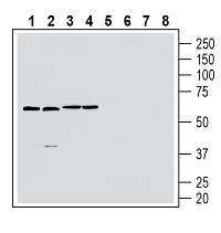 Anti-GPR174 (extracellular) Antibody