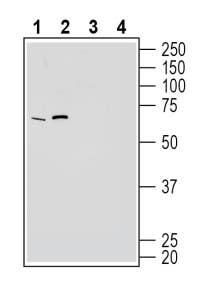 Anti-GPR50 Antibody