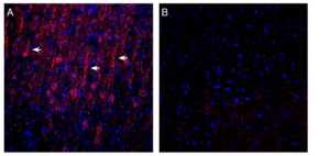 Anti-GPR183 (extracellular) Antibody