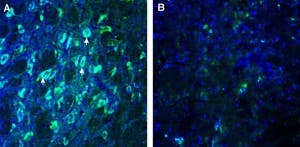 Anti-GPR108 (extracellular) Antibody
