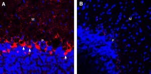 Guinea Pig Anti-GABA Transporter 1 (GAT-1) (extracellular) Antibody