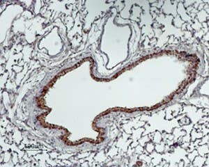 Anti-GABA Transporter 2 (GAT-2) Antibody