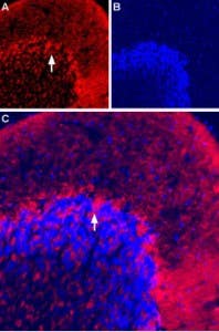 Anti-Vesicular GABA Transporter (VGAT)-ATTO Fluor-594 Antibody