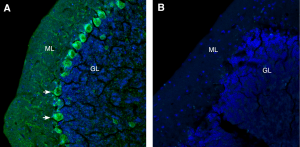 Anti-GlyT1 (SLC6A9) (extracellular) Antibody