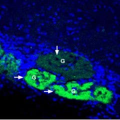 Anti-GLUT4 Antibody