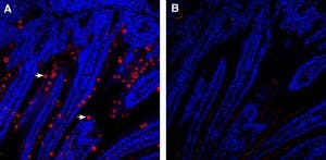 Anti-GLUT8 (extracellular) Antibody