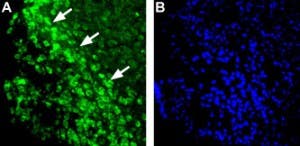Anti-Histamine H<sub>1</sub> Receptor (HRH1) Antibody