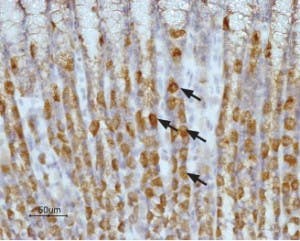 Anti-Histamine H<sub>2</sub> Receptor (HRH2) (extracellular) Antibody
