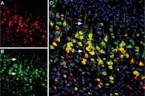 Anti-Presenilin-1-ATTO Fluor-488 Antibody