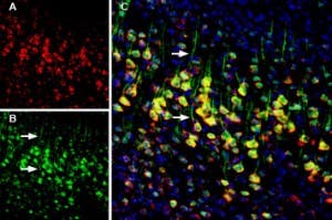 Anti-Calnexin-ATTO Fluor-594 Antibody
