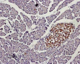 Anti-KISS1 Receptor (GPR54) (extracellular) Antibody