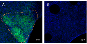Anti-LPAR6 (P2RY5) (extracellular) Antibody