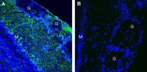 Anti-Leptin Receptor (extracellular) Antibody