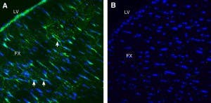 Anti-LRRC33 (extracellular) Antibody