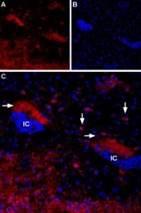 Anti-CHRM4 Antibody