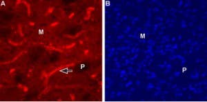 Anti-CHRM1 (443-458) Antibody