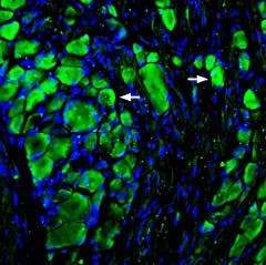 Anti-MRGPRD (GPCR TGR7) Antibody