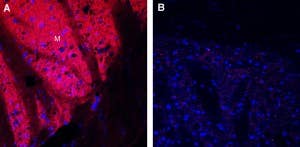 Guinea Pig Anti-Dopamine Transporter (DAT) (extracellular) Antibody