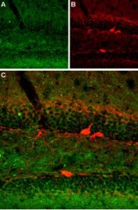 Anti-Serotonin Transporter (SERT) (extracellular) Antibody