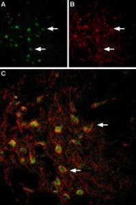 Anti-VMAT2-ATTO Fluor-488 Antibody