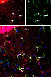 Anti-MCT1 (SLC16A1) (extracellular) Antibody