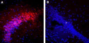 Guinea Pig Anti-Nicotinic Acetylcholine Receptor α7 (CHRNA7) (extracellular) Antibody