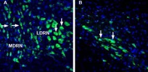 Anti-Lynx1 (extracellular) Antibody