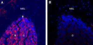 Guinea Pig Anti-Alpha 1 Na<sup>+</sup>/K<sup>+</sup> ATPase Antibody